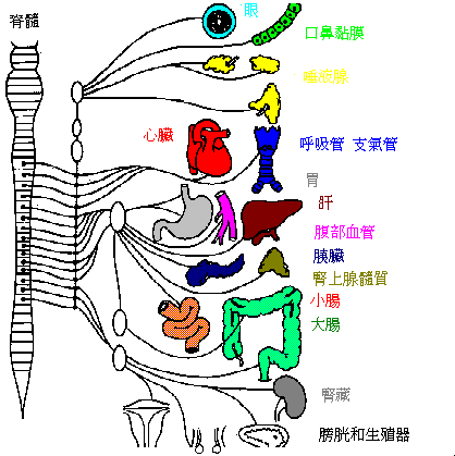 人體自律神經(jīng)系統(tǒng)圖